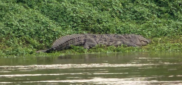 माणगावच्या काळ नदी पात्रात महाकाय मगरींचा मुक्त संचार… निसर्गप्रेमी, प्राणी मित्रांसाठी आनंदाची बाब…
