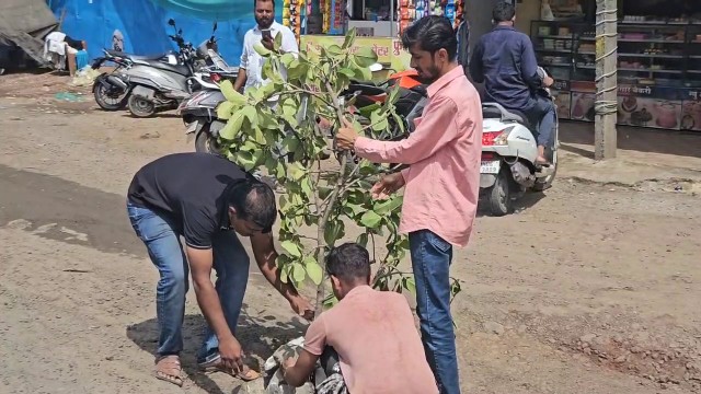 अलिबाग परिसरातील सत्यावनांनी चक्क वडाच्या झाडाला फेऱ्या मारल्या… अलिबाग रस्त्याला पडलेले खड्डे बुजवण्यासाठी सत्यावनांचे साकडे…
