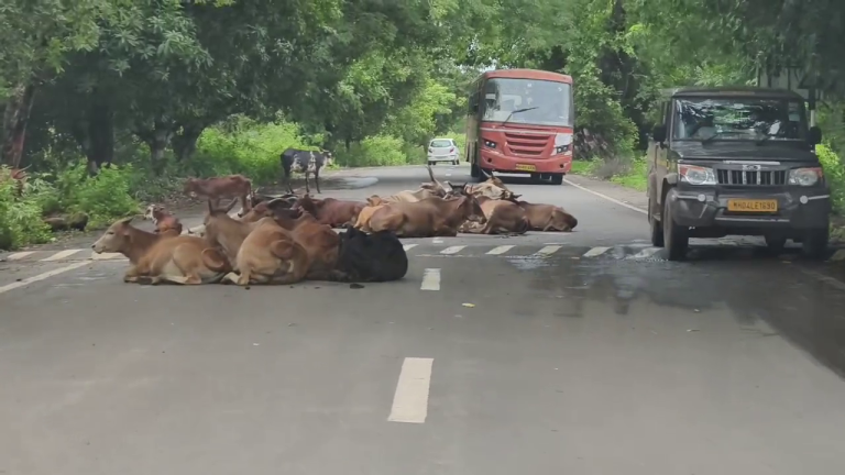 गोमातेला आई म्हणायचं…पण रक्षण करायला कुणाला वेळ नाही?… रस्त्यांवर मोकाट व बेवारस जनावरे…अपघातांना निमंत्रण…