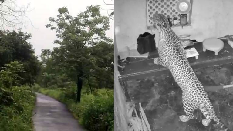 कशेणे गावाच्या दारात बिबट्या! — सीसीटीव्हीचा थरार आणि वनविभागाची धावपळ… संध्याकाळी वनअधिकाऱ्यांच्या उपस्थितीत ग्रामस्थांची आपत्कालीन बैठक — जनजागृती व सुरक्षिततेसंदर्भात मार्गदर्शन होणार…