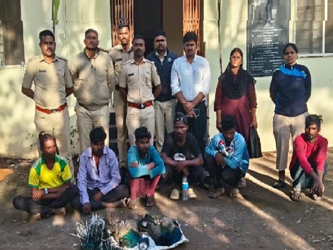 महाडच्या ऊसतोड मजुरांकडून हातनूरमध्ये दोन मोरांची शिकार… गावकऱ्यांनी रंगेहात पकडले महाडमध्येही शिकार सुरू असल्याची शक्यता?