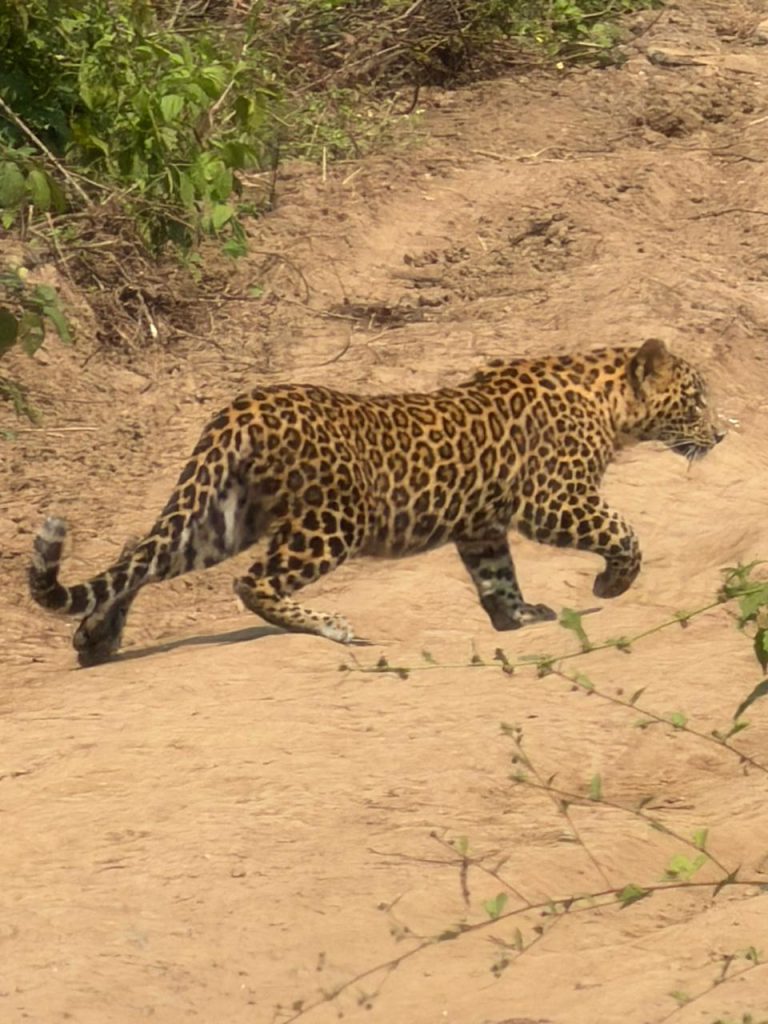 पनवेल तालुक्यातील नितळस गावात २ बिबट्यांचा धुमाकूळ… नितळस ग्रामस्थांमध्ये भीतीचे सावट पसरले…